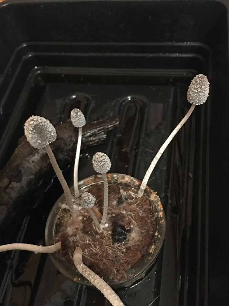 Photo by Derek Schafer Coprinopsis echinospora by Derek Schafer